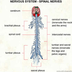 Organs in the Nervous System - Nervous System